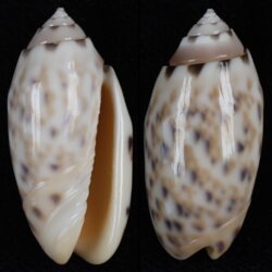 Oliva amethystina