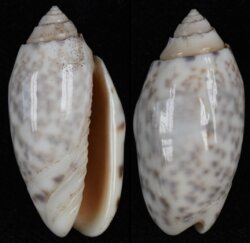 Oliva amethystina