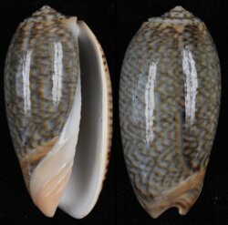 Oliva elegans