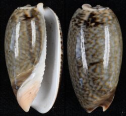 Oliva elegans