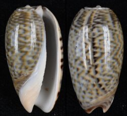Oliva elegans