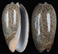 Oliva elegans