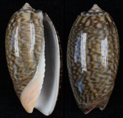 Oliva elegans