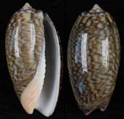 Oliva elegans