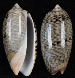 Oliva elegans