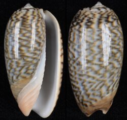 Oliva elegans