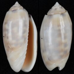 Oliva amethystina
