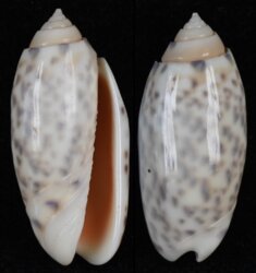 Oliva amethystina