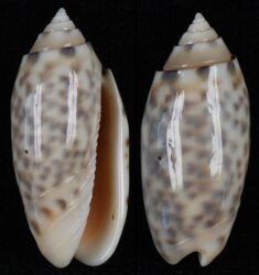 Oliva amethystina