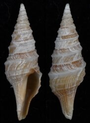 Polystira oxytropis