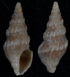Clavus papilio