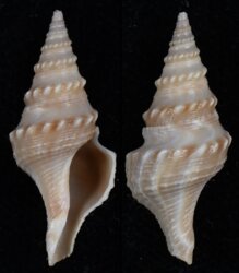 Turricula javana