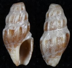 Drillia rousi