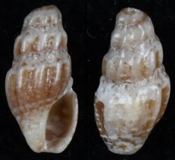 Drillia rousi