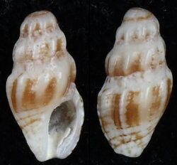 Drillia rousi