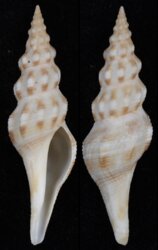Comitas ilariae