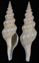 Comitas ilariae
