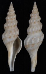 Comitas ilariae