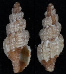Tritonoturris capensis