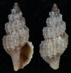 Tritonoturris capensis
