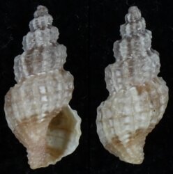 Tritonoturris capensis