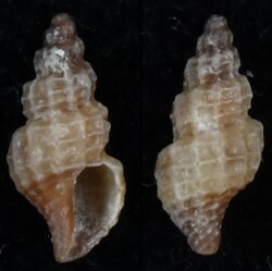 Tritonoturris capensis