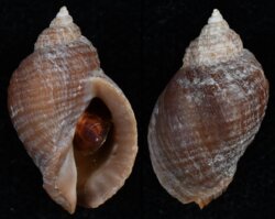 Nucella lapillus