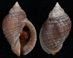 Nucella lapillus