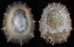 Patella vulgata secernenda