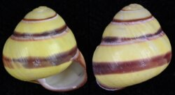 Helicostyla annulata