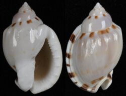 Casmaria ponderosa