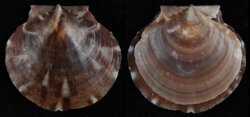 Lissochlamys exotica
