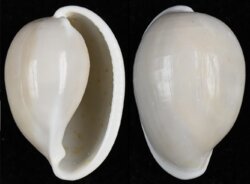 Prionovolva pudica