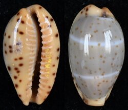 Palmadusta lutea lutea fma mactanica