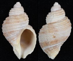 Nucella lima