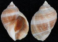 Nucella lapillus bizonalis