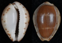 Palmadusta androyensis