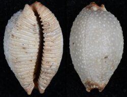 Staphylaea staphyleae laevigata