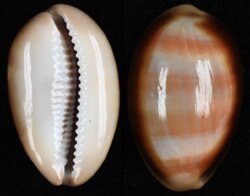 Lyncina ventriculus ventriculus