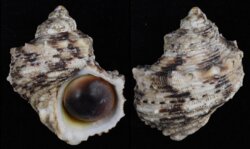 Turbo chrysostomus