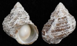 Turbo castaneus