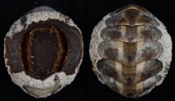 Acanthopleura granulata