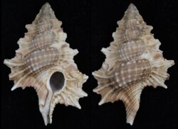 Gyrineum aculeatum