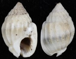 Nassarius acuticostus
