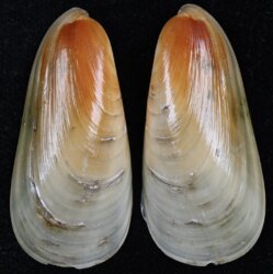 Amygdalum watsoni