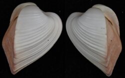 Meiocardia samarangiae