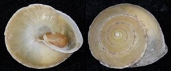 Chlorea fibula