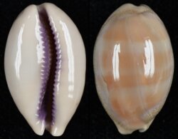 Lyncina carneola fma crassa