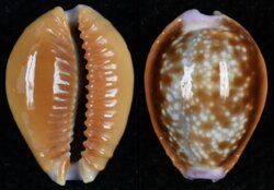 Naria helvola helvola fma argella