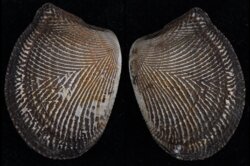 Acila mirabilis